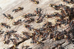 Dolichoderus doriae
