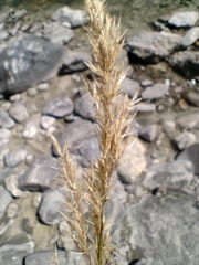 Calamagrostis