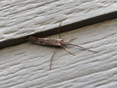 Nemotaulius hostilis