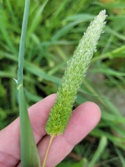 Phalaris paradoxa