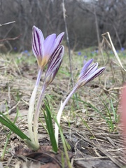 Crocus reticulatus
