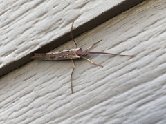 Nemotaulius hostilis