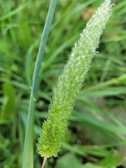 Phalaris paradoxa