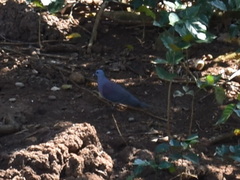 Nesoenas picturatus