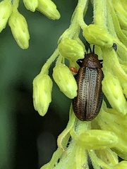 Microrhopala vittata