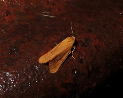 Virbia aurantiaca