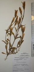 Gentianopsis detonsa raupii