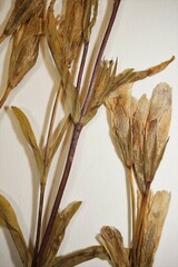 Gentianopsis detonsa raupii