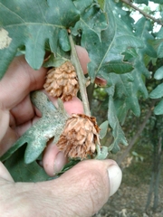 Andricus foecundatrix