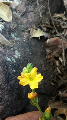 Alectra orobanchoides