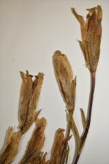 Gentianopsis detonsa raupii