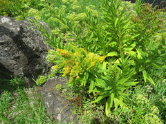 Solidago azorica