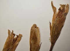 Gentianopsis detonsa raupii