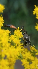 Ammophila