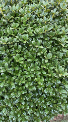 Ilex cornuta