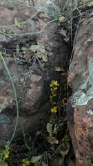 Alectra orobanchoides