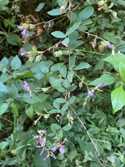 Desmodium sessilifolium