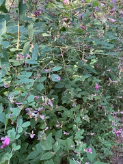 Desmodium sessilifolium