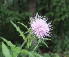 Cirsium altissimum