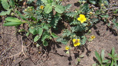 Sibbaldianthe bifurca