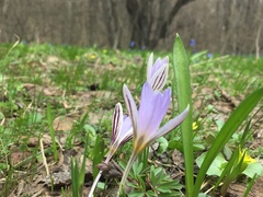 Crocus reticulatus
