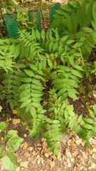 Sorbaria sorbifolia