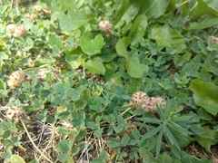 Trifolium fragiferum