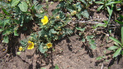 Sibbaldianthe bifurca