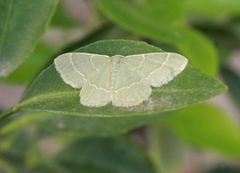 Chlorochlamys