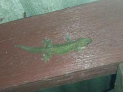 Gehyra mutilata