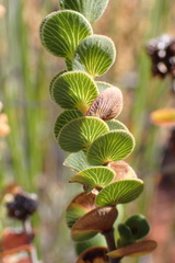 Cliffortia pulchella