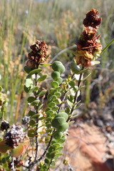 Cliffortia pulchella