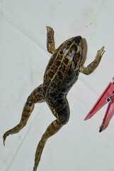 Pelophylax ridibundus