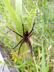 Dolomedes scriptus
