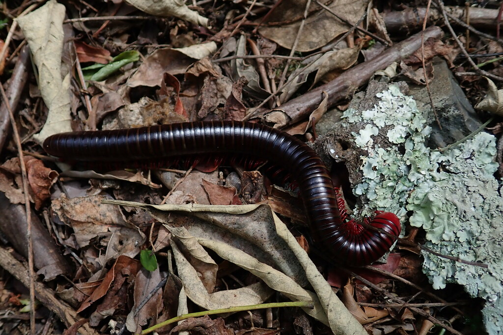 Bearded Black Millipede