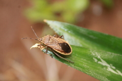 Anasa