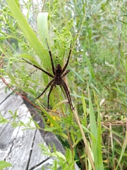 Dolomedes scriptus
