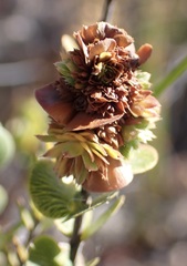 Cliffortia pulchella
