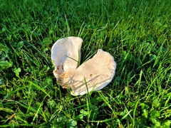 Saproamanita thiersii