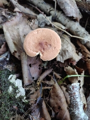 Lactarius camphoratus