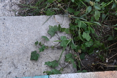 Malva verticillata