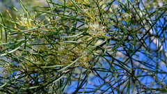 Hakea