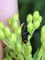 Acariformes