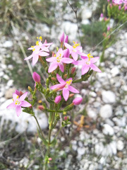 Centaurium erythraea