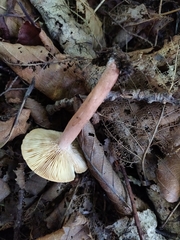 Lactarius camphoratus