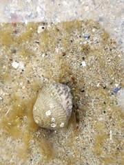 Pagurus bernhardus