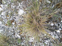 Carex humilis