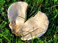 Saproamanita thiersii