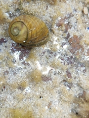 Pagurus bernhardus