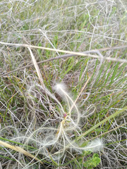 Stipa pennata